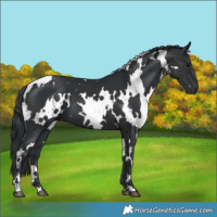 Horse Color:White Spotted Black