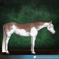 Horse Color:Chocolate Brown Dun Splash Rabicano 