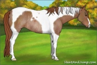 Horse Color:Chestnut Tobiano Rabicano