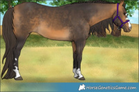 Horse Color:Buckskin 