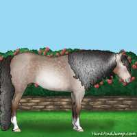 Horse Color:Gray Classic Champagne Roan 