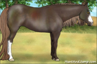 Horse Color:Liver Chestnut 