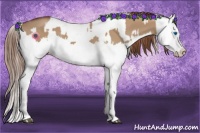 Horse Color:Red Dun Splash  and Red Dun Splash 