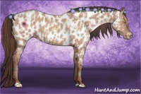 Horse Color:Amber Champagne Appaloosa  and Amber Champagne Appaloosa 