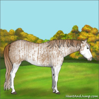 Horse Color:Red Dun Splash and Gray Red Dun Splash