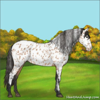 Horse Color:Bay Appaloosa