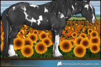 Horse Color:White Spotted Black