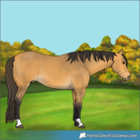 Horse Color:Buckskin 