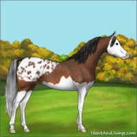 Horse Color:Bay Splash Appaloosa 