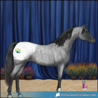 Horse Color:Blue Roan Appaloosa Rabicano 