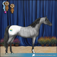 Horse Color:Blue Roan Snowcap Rabicano 