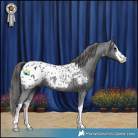 Horse Color:White Spotted Black Appaloosa Rabicano 