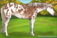 Horse Color:Chestnut Sabino Appaloosa