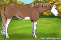 Horse Color:Chestnut Splash 