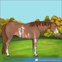 Horse Color:Chestnut Sabino