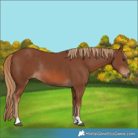 Horse Color:Chestnut Rabicano 