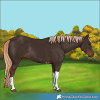 Horse Color:Liver Chestnut Tobiano Rabicano 