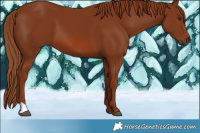 Horse Color:Chestnut 