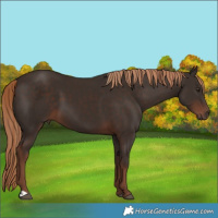 Horse Color:Liver Chestnut 