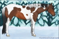 Horse Color:Bay Tobiano 