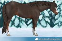 Horse Color:Liver Chestnut 