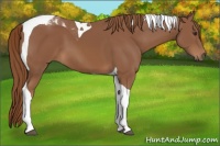Horse Color:Chestnut Tobiano