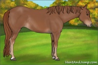 Horse Color:Chestnut Rabicano 