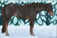 Horse Color:Liver Chestnut Frame Rabicano 