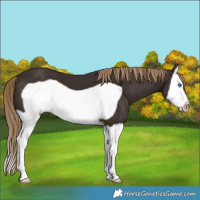 Horse Color:Liver Chestnut Splash Frame