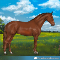 Horse Color:Chestnut Rabicano 