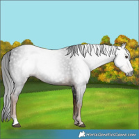 Horse Color:Gray Liver Chestnut