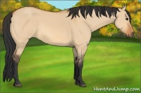Horse Color:Bay Dun 