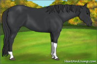 Horse Color:Black Tobiano 