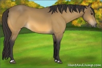 Horse Color:Buckskin 