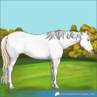 Horse Color:Buckskin Pearl Dun Sabino 