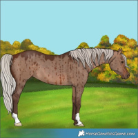 Horse Color:Silver Brown Dun Brindle 