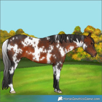 Horse Color:White Spotted Brown 