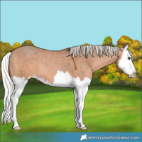 Horse Color:Silver Bay Dun Splash 