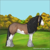 Horse Color:Brown Dun Splash 