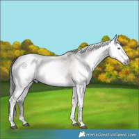 Horse Color:Gray Platinum Bay Dun Splash 