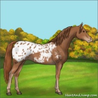 Horse Color:Chestnut Appaloosa 
