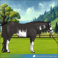Horse Color:White Spotted Liver Chestnut 