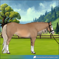 Horse Color:White Spotted Chocolate Palomino Splash 