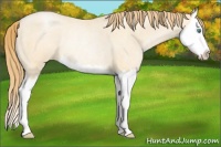 Horse Color:Smoky Blue Roan Pearl Splash Rabicano