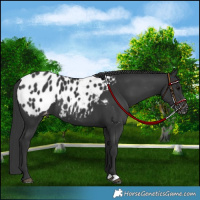 Horse Color:Black Appaloosa 