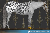 Horse Color:Black Near Leopard Rabicano 