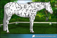 Horse Color:Black Leopard Rabicano 