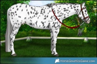 Horse Color:Black Appaloosa Rabicano