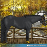 Horse Color:Black Rabicano