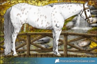 Horse Color:White Spotted Liver Red Dun Roan Near Leopard 